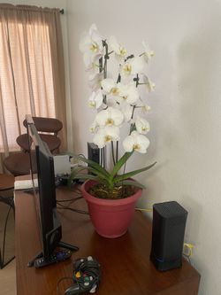 Orquidea