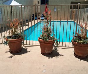 Potted plants