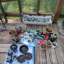 Succulent Sale, Freshly Propagated , Garner  See Below