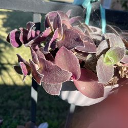 Creeping Inchplant
