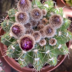 Purple cactus plant