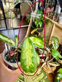 Hoya Ladia Galaska