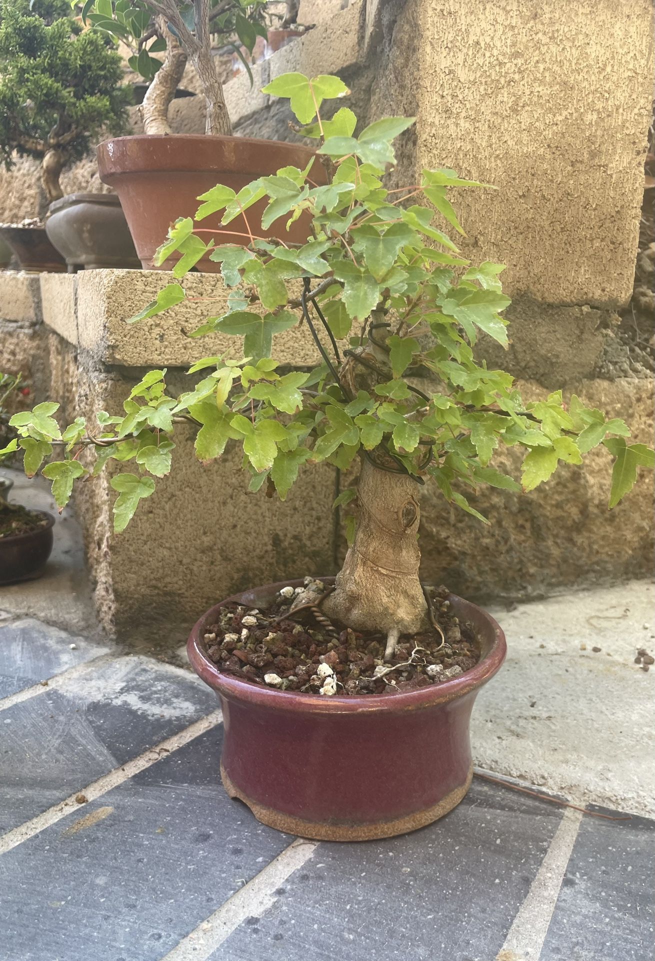 Trident Maple Shohin Bonsai