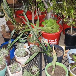 Plant Sale