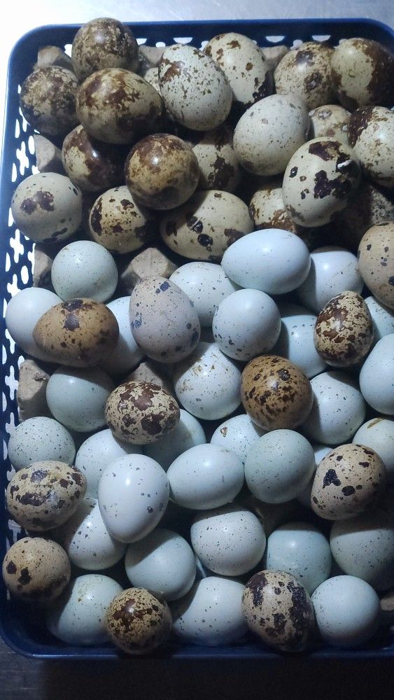 Quail Eggs