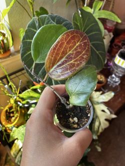 Hoya merrilli