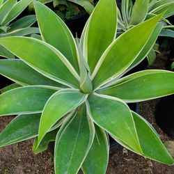 Agave Ray Of Light