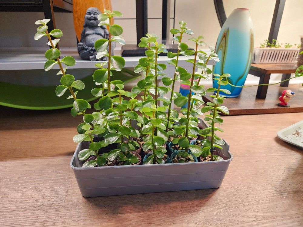 Jade Succulents