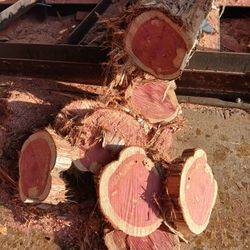 Wood Cedar Slices 