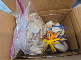 Sea shells whole box