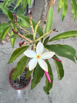 Plumaria