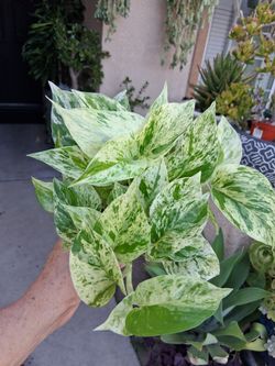 Small Snow Queen Pothos Plant $18