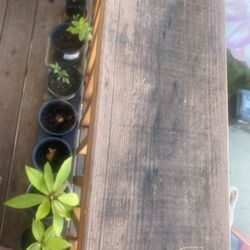 AvoCado Healthy New Plants 