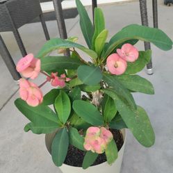 Corona De Cristo Planta Chica Flor Grande