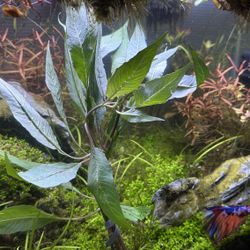 Hygro Blue Large Bundle Rare Live Aquarium Plant For Fish Tanks !
