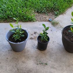 Gardenia Plants