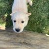 Mylo