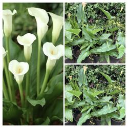 Beautiful Calla Lily White Flower Plant 5 Gallon Pot Live Plant