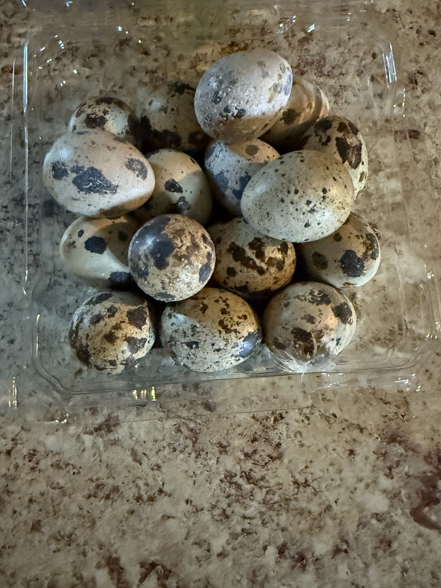 quail eggs $5 Dozen
