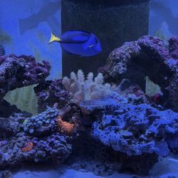 Waterbox MARINE   X   110.4 Aquarium