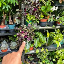 Hanging Plant Available 