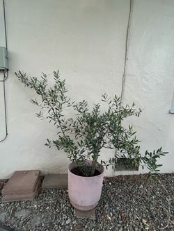 Olive Tree