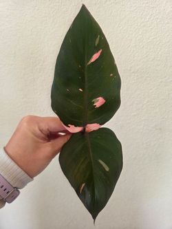 Philodendron Pink Princess Plant Cuttings