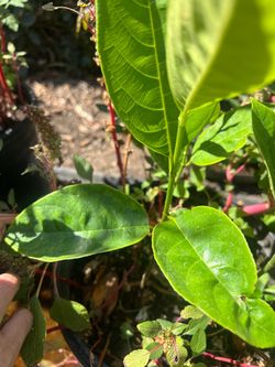 Jackfruit plant