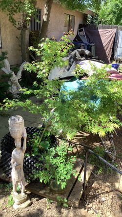 Large Japanese Maple Tree