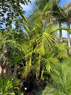King Palm trees