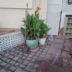 Canna Lily Plants With Or Without Pots