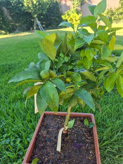 Dwarf Mandarin tree