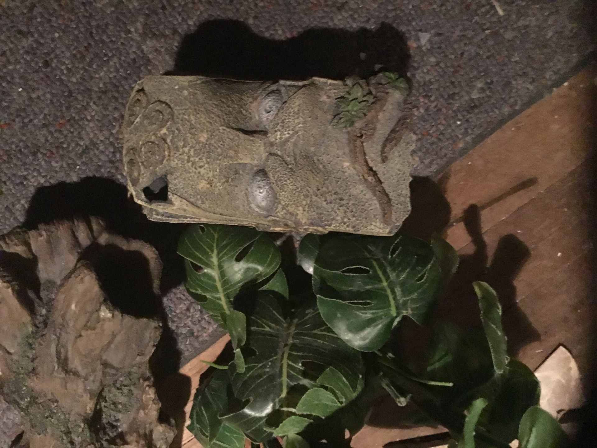 Aquarium plants and stones