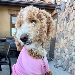 Dog Clothing Hoodie PINK Costume Nova Couture Small Medium Large Xl