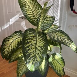 Large Healthy Leopard Lily Indoor Plant