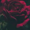 David 🥀 🌹