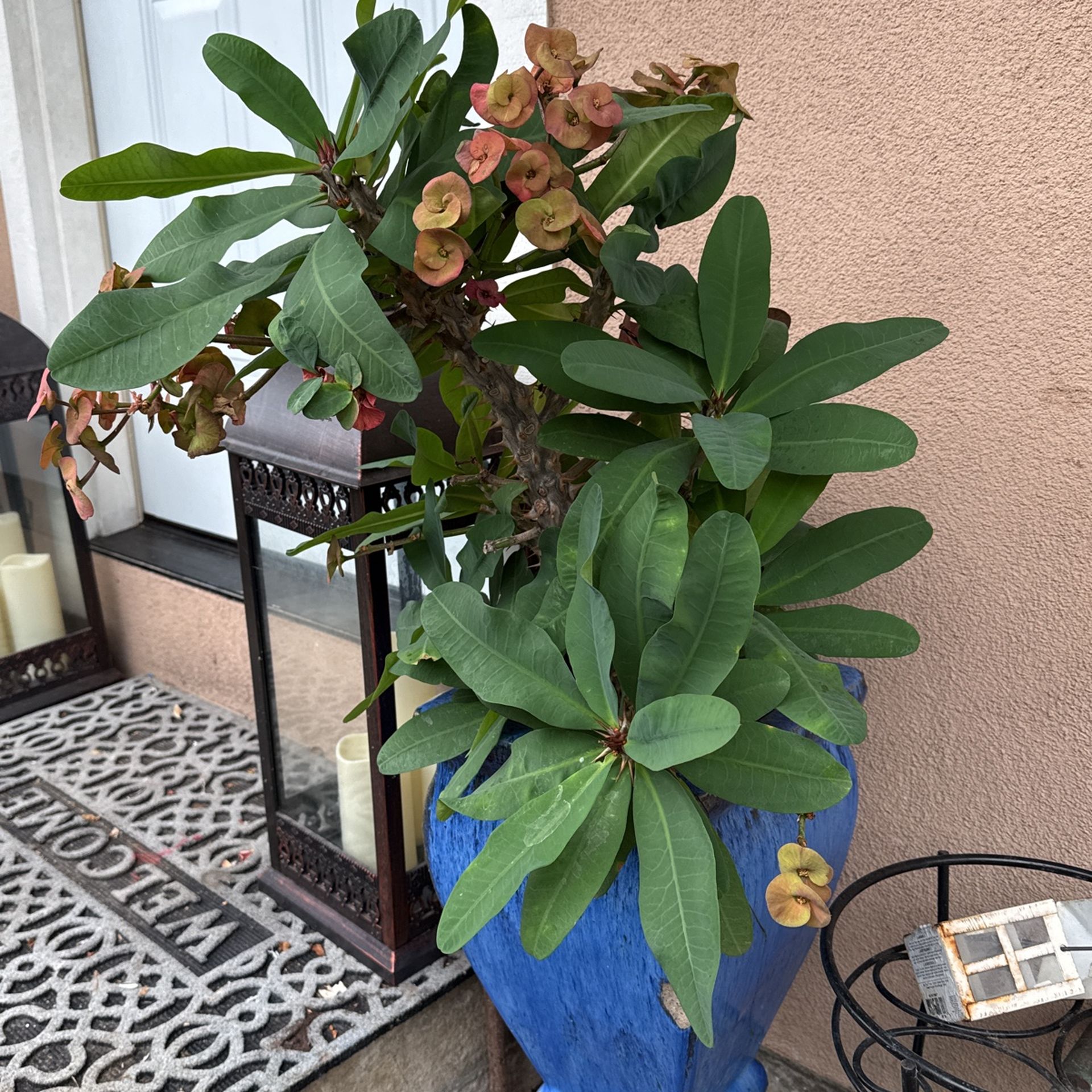 Corona De Cristo, Crown Of Thorns Plant,All Products : American Fashion Style Bags On Sale
