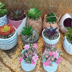 11 Pcs Planters With Succulent 