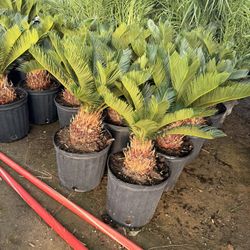 Sego Palms 10 Inches Pots