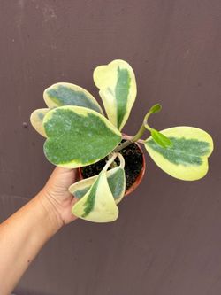 4” variegated Hoya Kerri