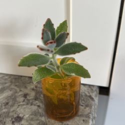 Planta 