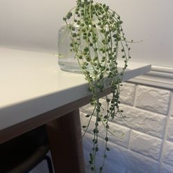 String Of Pearls Cuttings