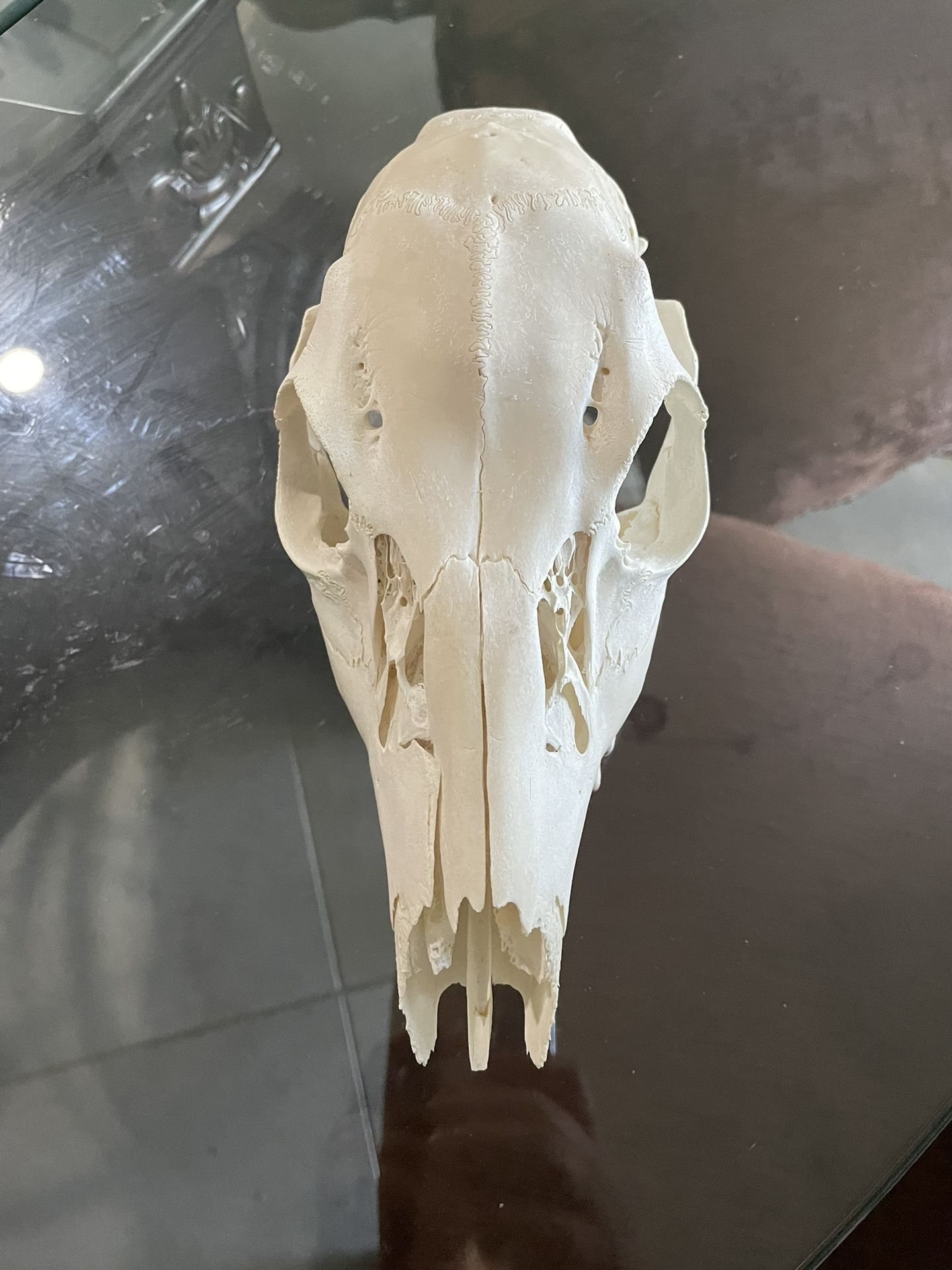 Unique Wall Decor Real Bone 