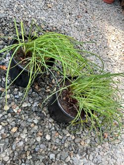 Organic Perennial Edible Chives plants (Soups, Salad, Raw/Dried).