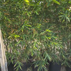 15 Gallon Bamboo 