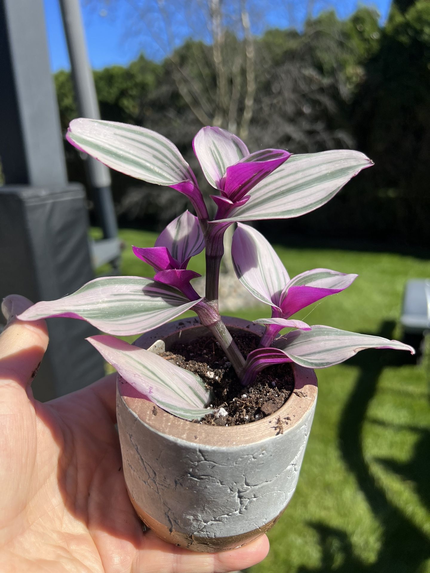 Housplants