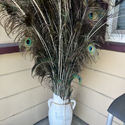 200 Assorted Peacock Feathers