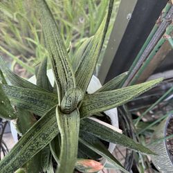 🌱 BIG Aloe variegata “Partridge Breast” – Altman Plants 🌱