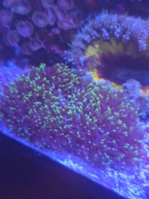 Fake hairy mushroom coral (Rhodactis sp.)