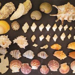 Sea Shells Set